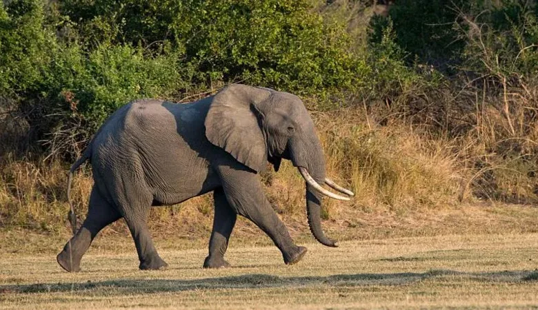 The elephant was shot and wounded, but still attacked the two women, police said (file photo)