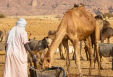 There are frequently disputes over access to water in Chad